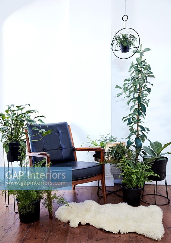 Salon moderne avec affichage de plantes d'intérieur