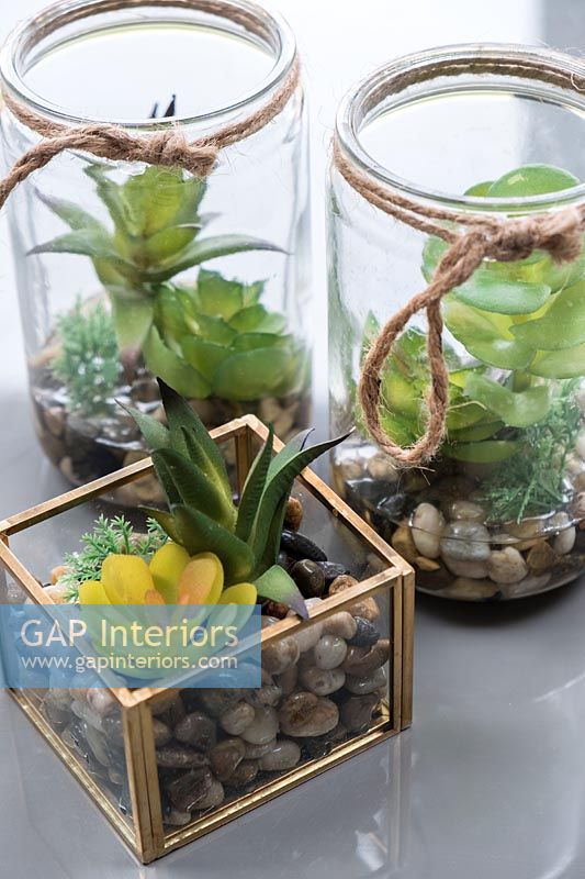 Plantes succulentes en pots de verre