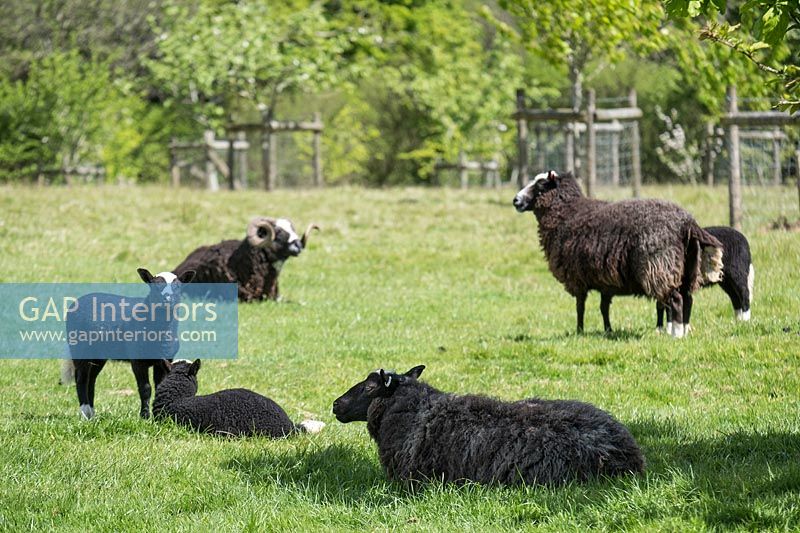 Moutons dans le champ