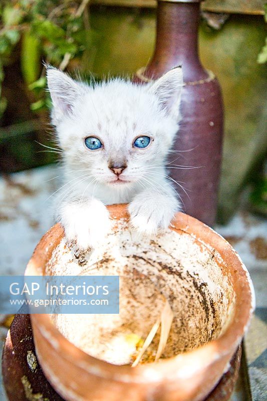 Chaton blanc aux yeux bleus - chat de compagnie