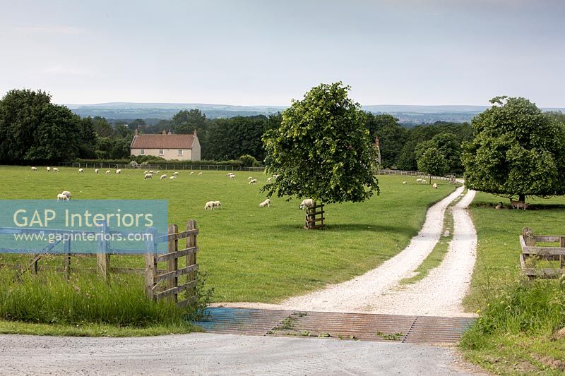 Maison de campagne et champs ruraux avec moutons
