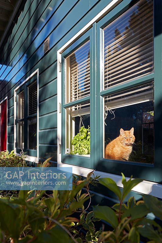 Chat de compagnie vu à travers la fenêtre du chalet en bois peint