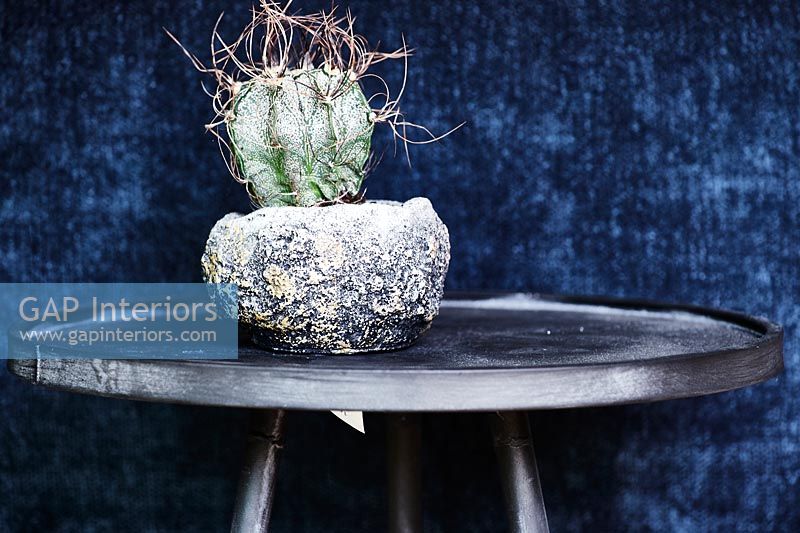 Cactus en pot texturé sur table d'appoint moderne