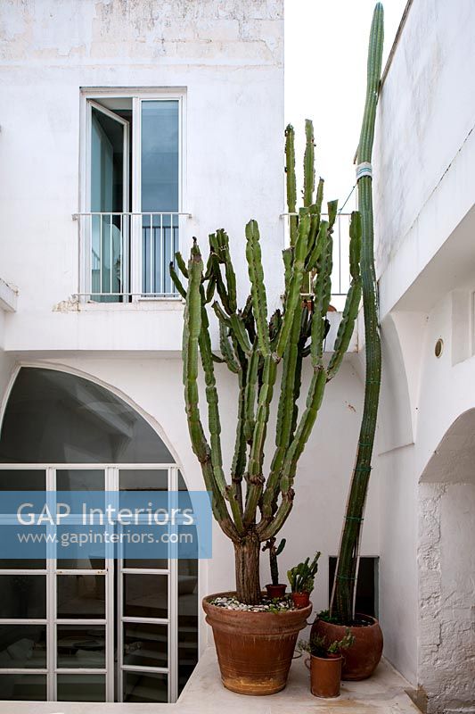 Plantes de cactus en pot à l'extérieur de maison de campagne blanche