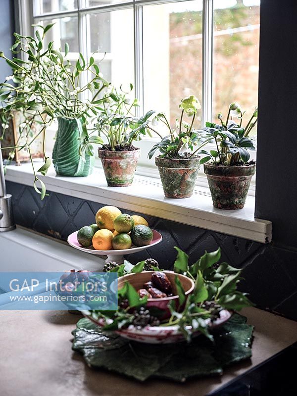 Détail de plantes sur rebord de fenêtre dans la cuisine