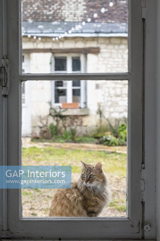 Chat d'animal familier regardant par la porte en verre