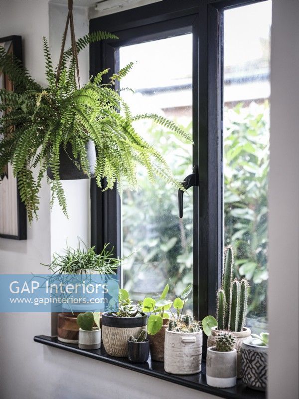 rebord de fenêtre avec pots et plantes d'intérieur
