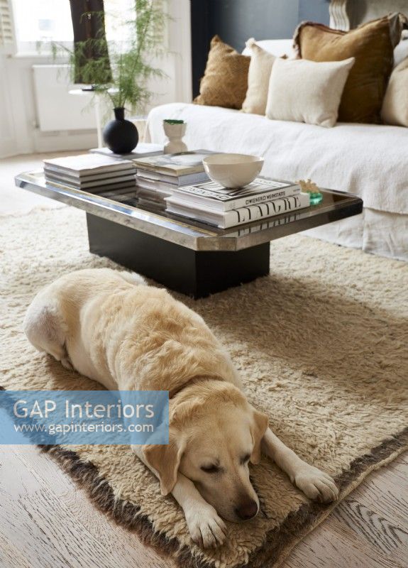 Le chien du propriétaire se détend sur un tapis devant un canapé et une table basse