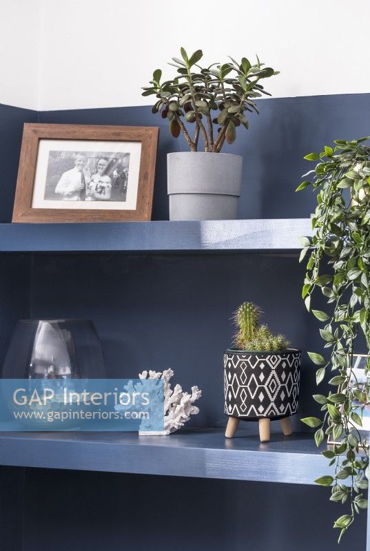 Affichage des plantes d'intérieur et des ornements sur des étagères peintes en bleu