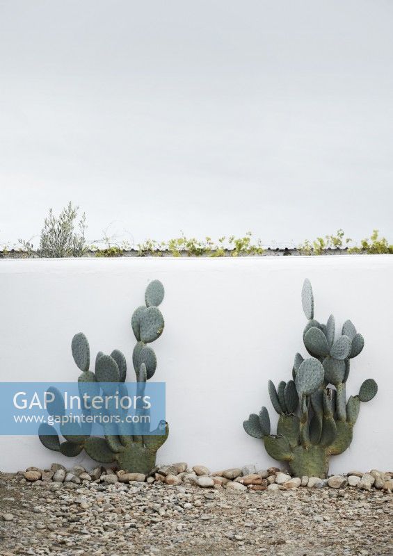 Cactus contre un mur blanc dans un jardin de campagne