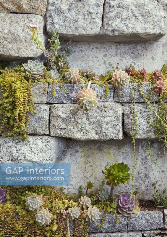 Détail de plantes succulentes poussant sur un mur de pierre