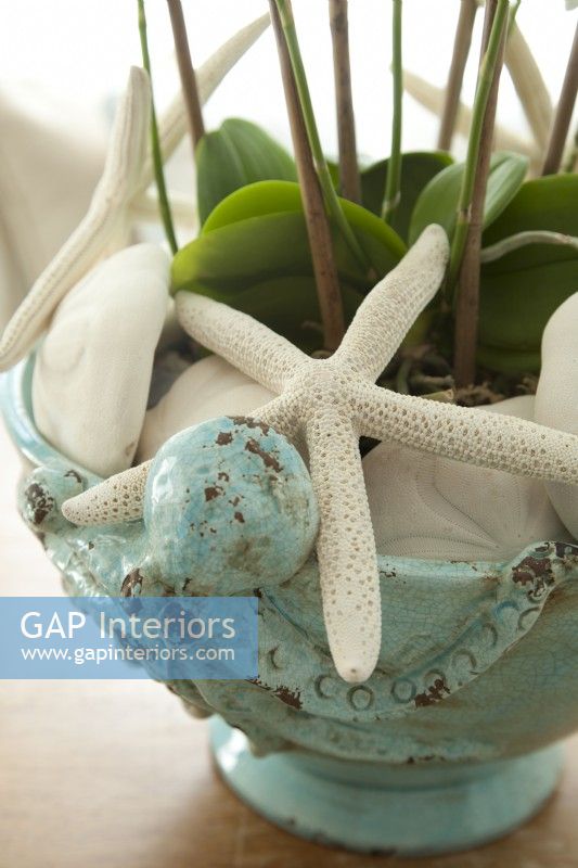 Rempli d'une orchidée, d'une étoile de mer et d'un dollar des sables, un récipient en céramique constitue une pièce maîtresse culturelle partout où il est placé.