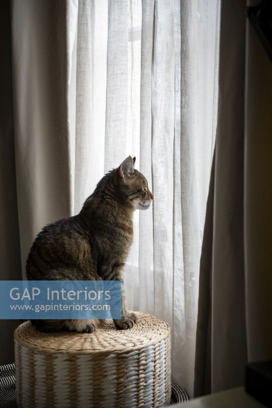 Chat assis sur un panier regardant par la fenêtre à travers des rideaux en lin
