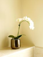 Détails d'orchidée blanche dans un vase métallique