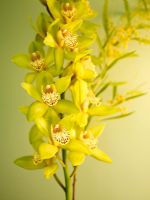 Détail d'orchidées jaunes
