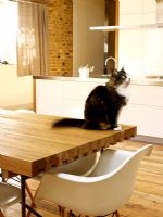 Emplacement du chat sur une table à manger moderne