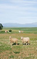 Moutons, pays, champ