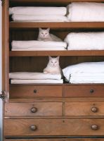 Deux chats assis sur des draps dans une armoire