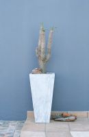 Cactus en pot contre un mur bleu