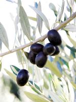 Olives noires poussant sur l'arbre, détail