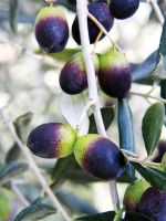 Olives, croissant, arbre, détail