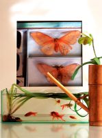 Petit présentoir pour aquarium et papillon