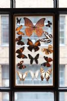 Collection de papillons sur fenêtre