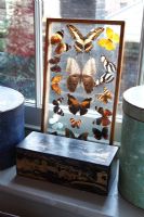 Collection de papillons exposés