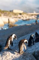 Un paysage avec des pingouins