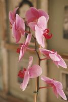 Une orchidée rose