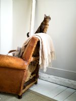 Fauteuil vintage en cuir avec jeté en laine et chat bengal