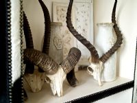 Collection de cornes d'animaux sur étagère