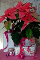 Poinsettia avec des cadeaux de Noël emballés.