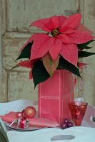 Poinsettia et décorations de Noël