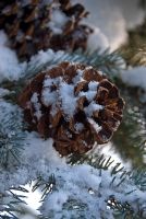 Sapin de Noël saupoudré de neige avec des cônes.
