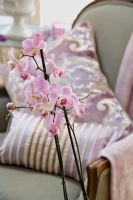 Orchidée rose dans le salon classique