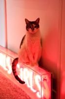 Chat assis sur l'enseigne au néon