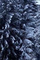 Vue de pins couverts de neige