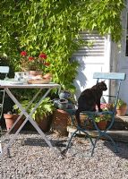 Chat animal, séance, sur, pays, chaise jardin