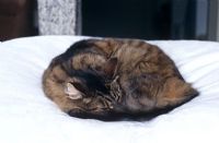 Chat tigré endormi sur le lit