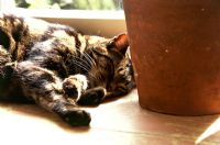 Chat dormant sur une surface en bois