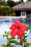 Fleur d'hibiscus au bord de la piscine