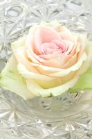 Rose rose unique flottant dans un plat en cristal