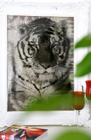 Photo de tigre