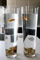 Deux poissons rouges pour animaux de compagnie dans des verres