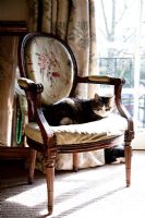 Chaise classique avec chat