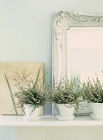 Rangée de plantes d'intérieur par miroir sur cheminée