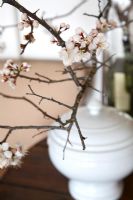 Branche de fleur de cerisier