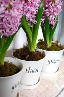 Détail de jacinthes en pots décoratifs