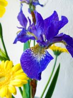 Détail des iris violets
